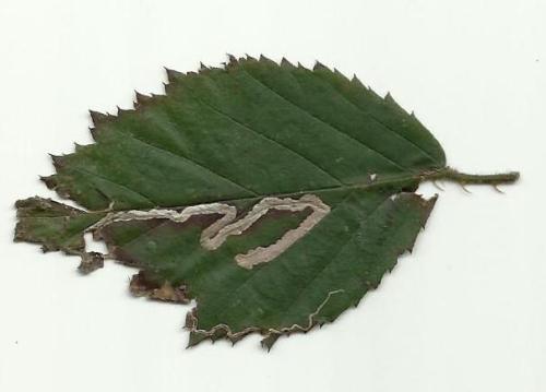 Réf. 298 884 : Stigmella sp.